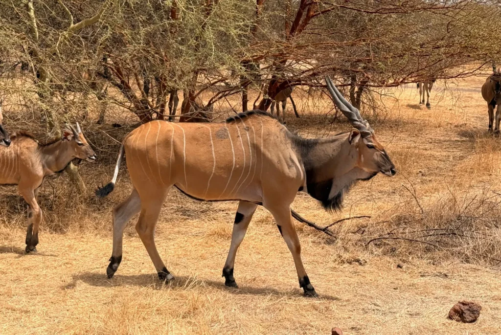 Wildlife safari experience during a student trip in Senegal