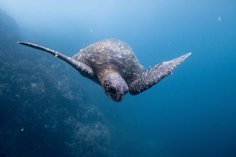 Ecuador-Galapagos-Giant-Tortoise-Underwater