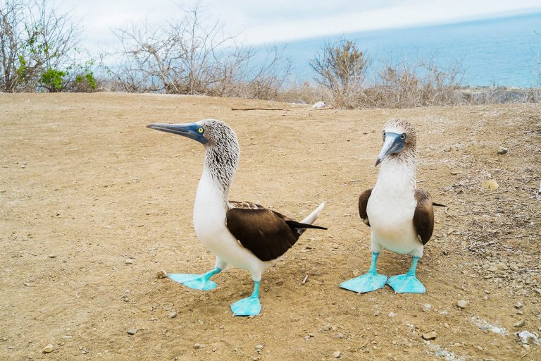 Ecuador-Isla-de-la-plata-puerto-lopez-blue-foot-boobies